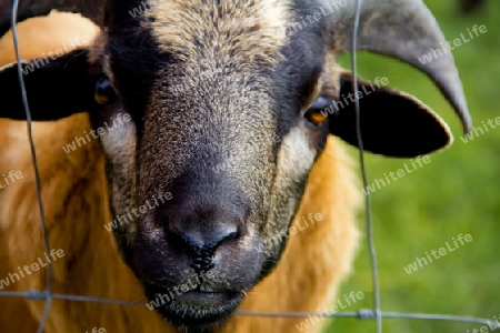 Schafe neugierig