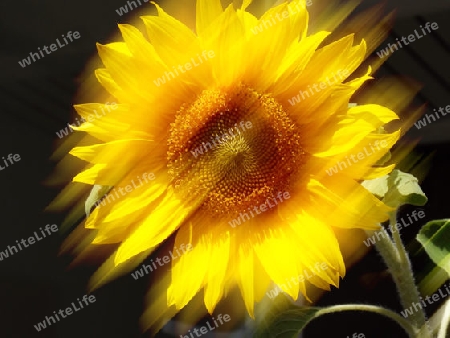 Traumhafte Sonnenblume