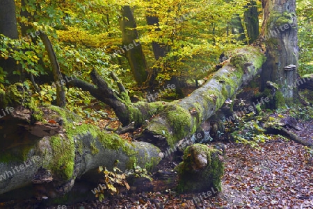 Ca. 400 Jahre alte Buche (Fagus) im Herbst, Urwald Sababurg, Hessen, Deutschland, Europa