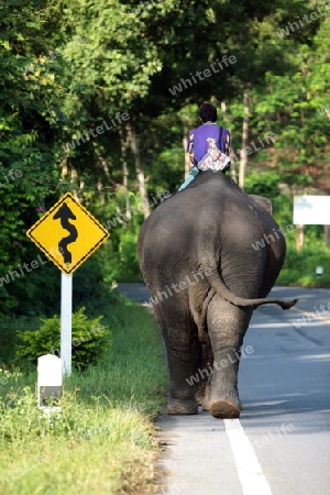 Ein Elefant bei Chiang Mai im Norden von Thailand