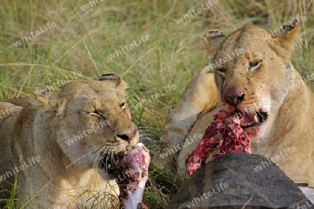 L?wen (Panthera leo),  fressen erbeutetes Gnu , Streifengnu, Weissbartgnu (Connochaetes taurinus),  , Masai Mara, Kenia, Ostafrika, Afrika