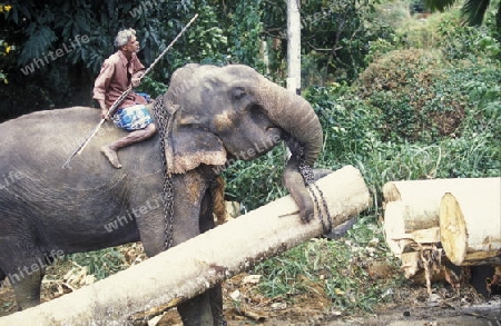 Asien, Indischer Ozean, Sri Lanka,
Ein Elefant hilft beim beladen einse Holz Transportes in der naehe von Nuwara Eliya in Zentralen Gebierge von Sri Lanka. (URS FLUEELER)






