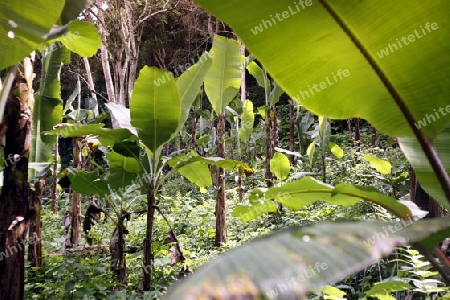 Amerika, Suedamerika, Venezuela, Karibik, Choroni Bananen Plantage im Regenwald in den Bergen von Choroni im Nationalpark Henri Pittier im zentralen norden von Venezuela.  