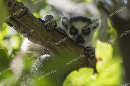 Katta, Lemur, Madagaskar