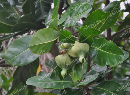 Fischgiftbaum, Fr?chte - Barringtonia asiatica