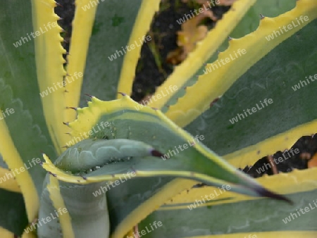 Kaktuspflanze 2