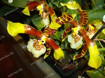 Seltene Orchidee