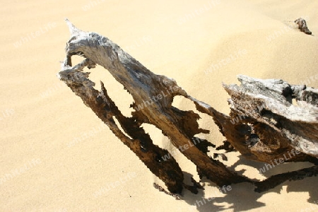 Holz im Sand 2