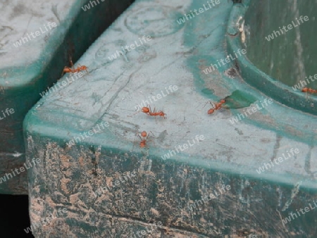Rote Ameisen