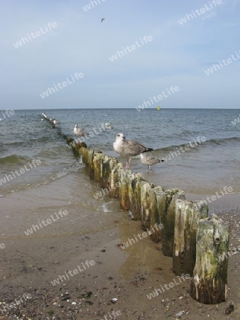 Wellenbrecher und Moewen an der Ostsee