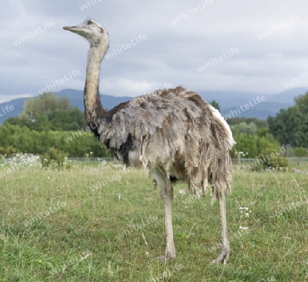 outdoor shot of a bird named "Greater Rhea" at summer time in cloudy ambiance
