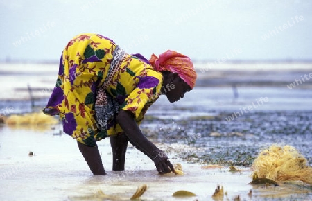 Eine Frau bearbeitet Kokosnuss Fasern in den Seegras Plantagen in Bwejuu im osten der Insel Zanzibar im Indischen Ozean in Tansania in Afrika.