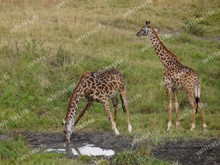 Kenia - Giraffen beim Trinken