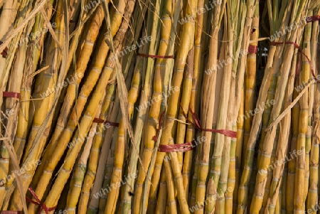 sugar cane near the Town of Myingyan southwest of Mandalay in Myanmar in Southeastasia.