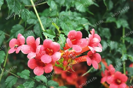 Trompetenblume mit roten Blüten