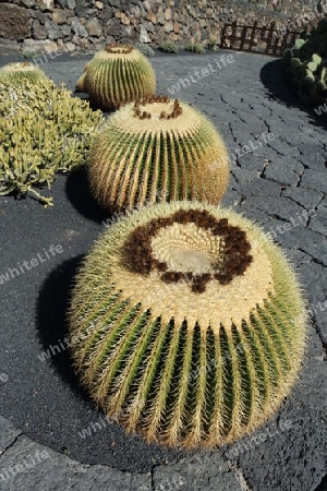 Kaktuskarten auf Lanzarote