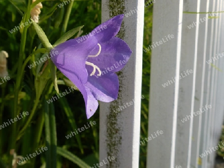 Violete Glockenblume