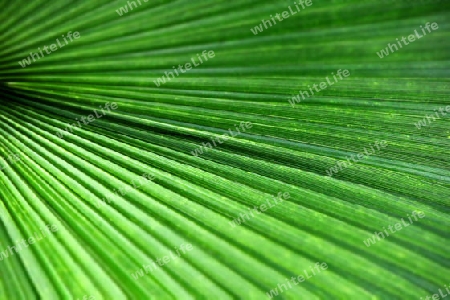 Palmenblatt gruen