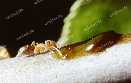 Ameise an suessem Tropfen, Ant at a sweet drop