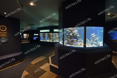 Innenaufnahme des 2 Ocean Aquarium, Kapstadt, West Kap, Western Cape, S?dafrika, Afrika
