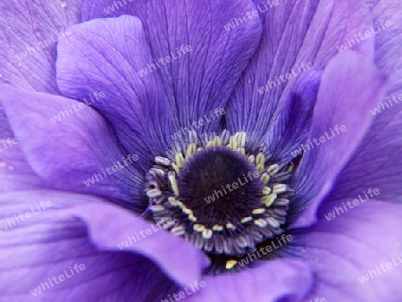 violetter Mohn