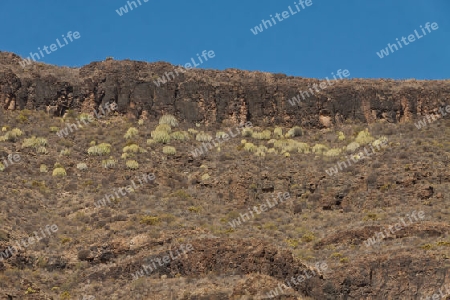 Kanaren Wolfsmilch - endemische Pflanze auf Gran Canaria