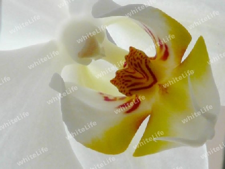 Orchidee P1230421-2