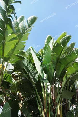 Bananenblätter