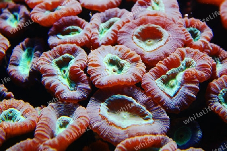 Korallenart