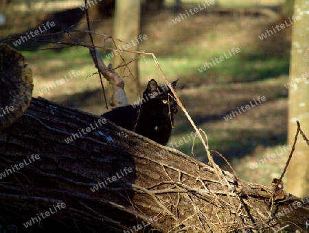 schwarze Katze beobachtend hinter Weidenstamm