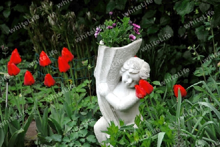 Putte und Tulpen im Garten