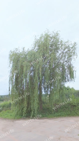 Weidenbaum