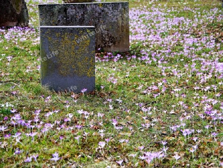 Krokusse im Friedhof  2
