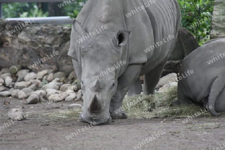 Nashorn - Rhinocerotidae