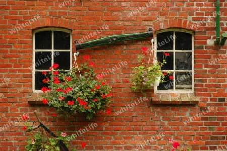 Blumen an Fenstern in Dornum