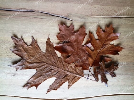 Eichen Herbstlaub auf Holz Hintergrund