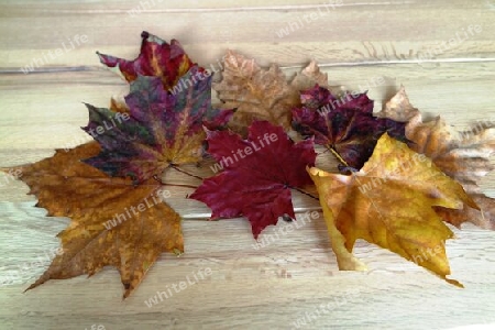 Ahorn Herbstlaub auf Holz Hintergrund