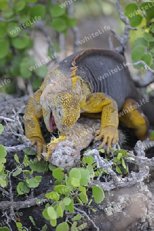 Drusenkopf (Conolophus subcristatus),Galapagos Landleguan , frisst am Blatt einer Opuntie ( Opuntia echios), Unterart der Insel Plaza Sur, Galapagos, Unesco Welterbe,  Ecuador, Suedamerika
