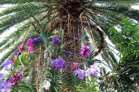 Orchideen aun der Palme