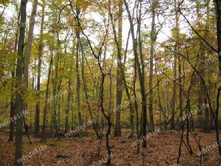 Herbstliche Waldlandschaft 
