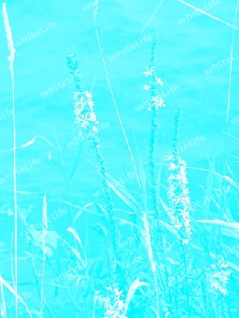 filigranes Blumenbild