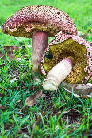 Unknown tube mushroom in New South Wale Australia