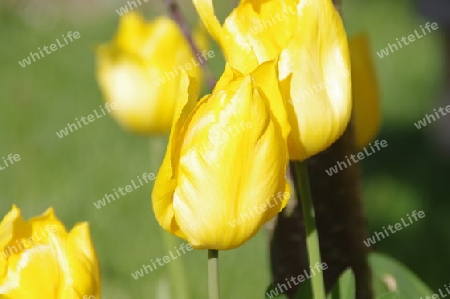 gelbe Tulpen 2