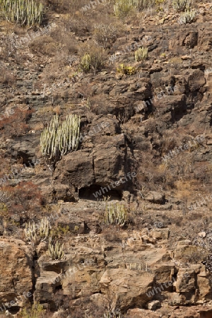 Kanaren Wolfsmilch - endemische Pflanze auf Gran Canaria