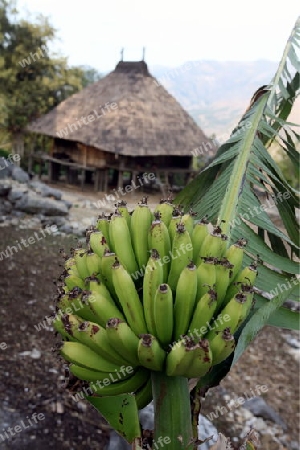 Bananen in der Landschaft beim Bergdorf Maubisse suedlich von Dili in Ost Timor auf der in zwei getrennten Insel Timor in Asien.