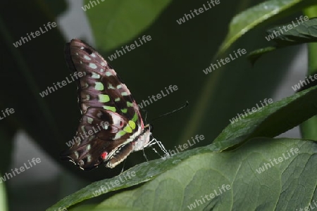 Schmetterling von der Seite
