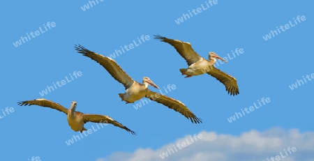 3 Pelikane in Frankreich