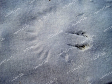 mysterious tracks in the snow - Spuren im Schnee