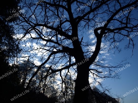 Baum und Himmelblau
