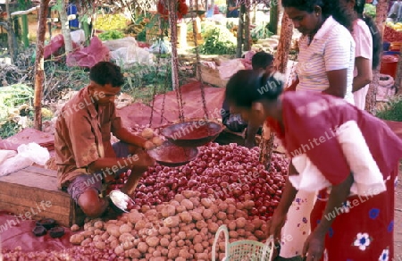 Asien, Indischer Ozean, Sri Lanka,
Ein traditioneller Markt im Kuestendorf Hikkaduwa an der Suedwestkueste von Sri Lanka. (URS FLUEELER)






